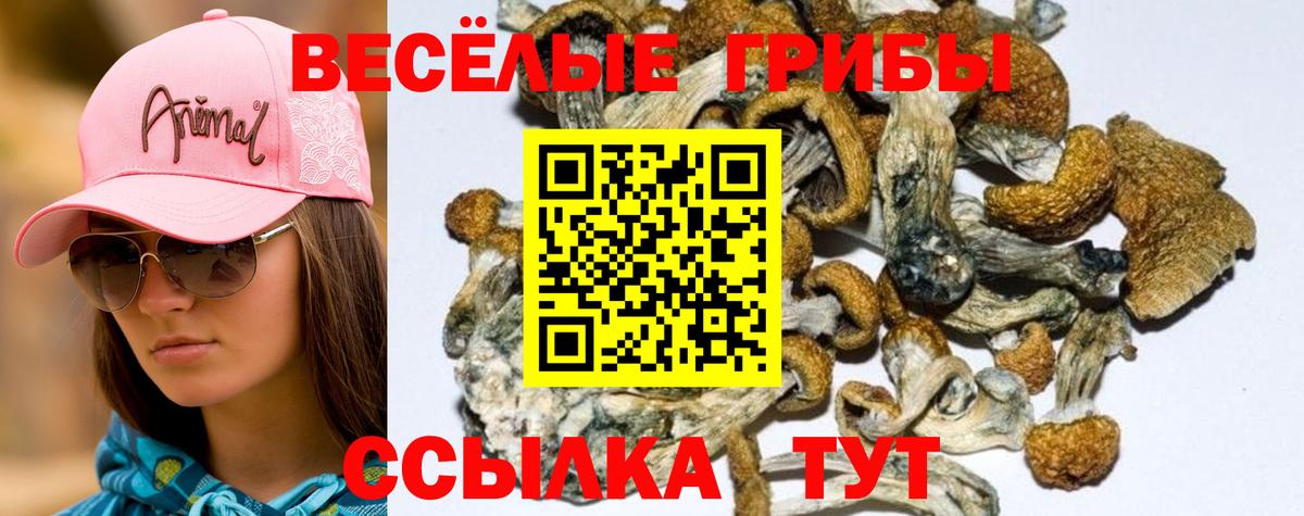Псилоцибиновые грибы Psilocybine cubensis  Вход с VPN  Великий Новгород 